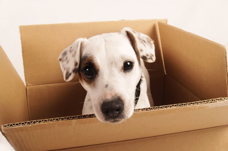 Mudanza de hogar con mascotas